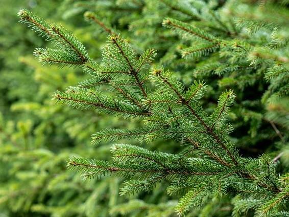 bezplatná Základová fotografie zdarma na téma borovice, botanický, dřevěné rostliny Základová fotografie