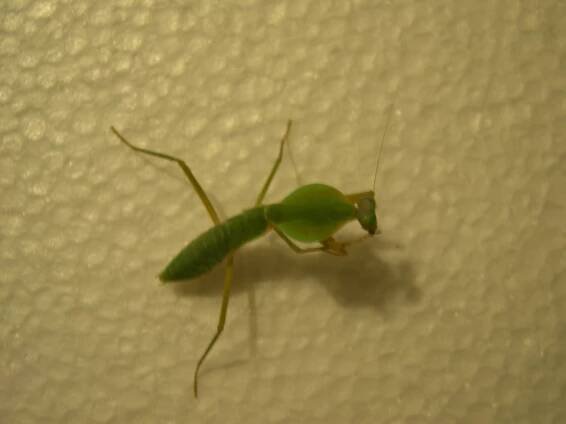 Rhombodera sp. - Mantid Kingdom