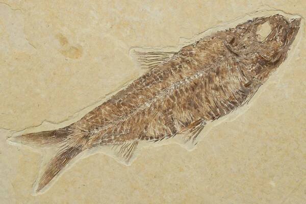 Knightia fossil fish