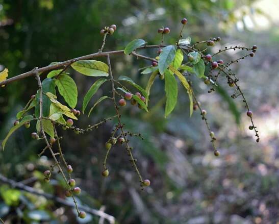 Sageretia thea – eFlora of India