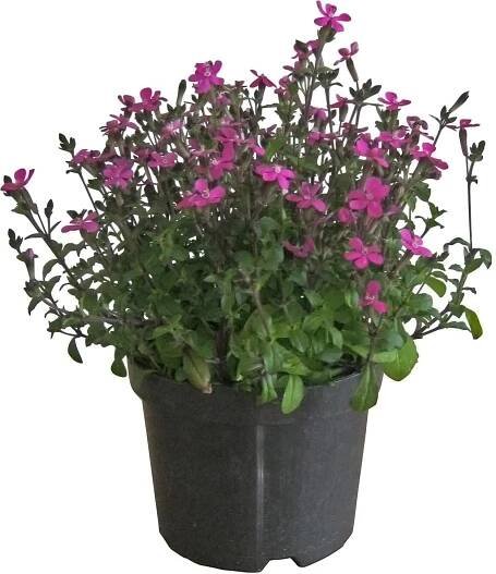 OBI Silenka průměr květináče cca 19 cm Silene
