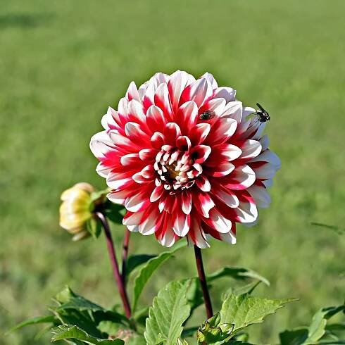 Jiřinka Jamaica - Dahlia - hlízy jiřinky - 1 ks