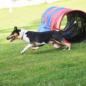 Kurz Agility | dogtrainer - Výchova a výcvik psov