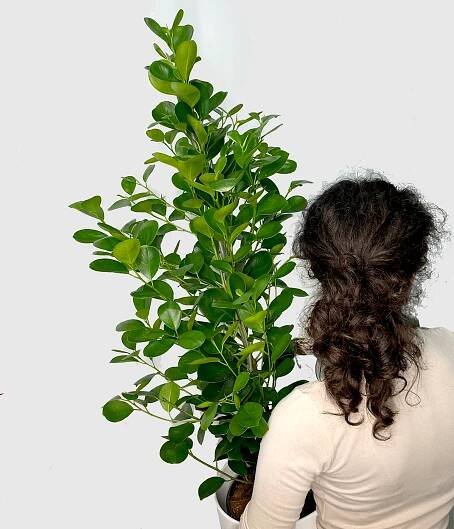 Fius microcarpa 39