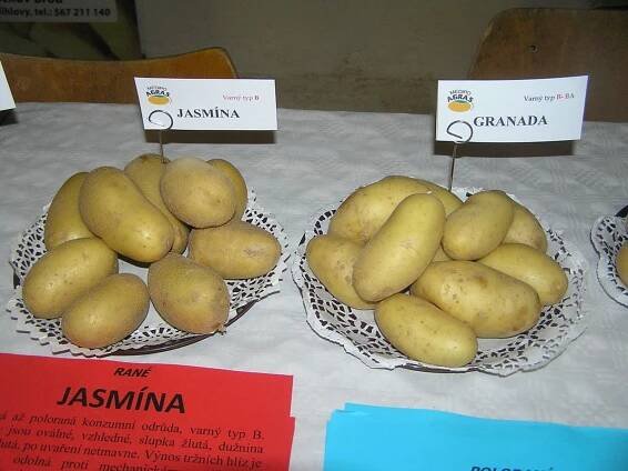 Samosběr švestek v Krumvíři je tu. Farmy nabízí i cibuli, mrkev a cukety