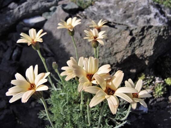 Rhodanthemum hosmariense "Sunshine Peach"