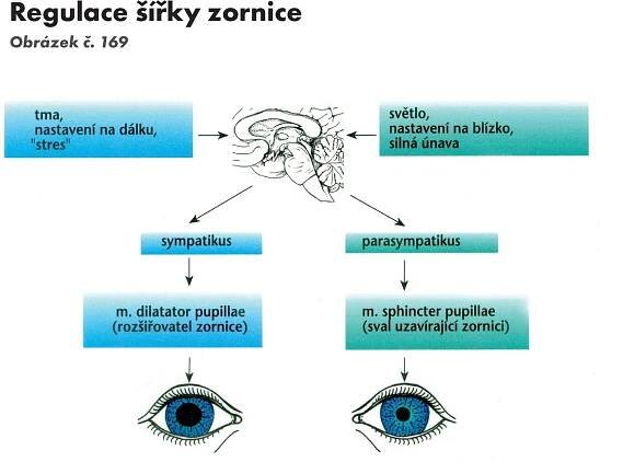 Základy anatomie - nervový systém a čivy | Fakulta sportovních studií Masarykovy univerzity
