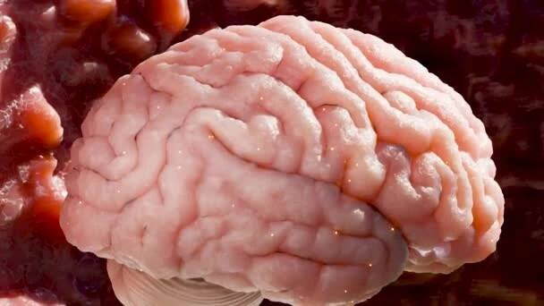 Anatomie lidského nervového systému, neurální karcinom, Sebaceous bulb, nádor mozku nádor maligní buňky růst a šíření, meningiom, neurologické onemocnění, metastázy rakovinné, mozečku, 3d vykreslení — Stock záběr