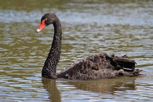 Cygnus atratus - Wiktionary, the free dictionary
