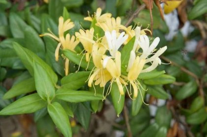 Lonicera japonica Thunb nebo japonské zimolez žlutý a bílý květ — Stock obrázek