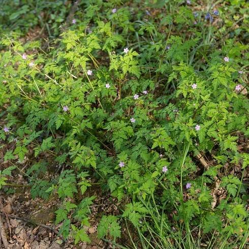 Kakost smrdutý - Geranium robertianum - semena - 10 ks