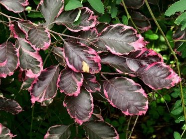 Soubor:Fagus sylvatica 'Purpurea Tricolor' Syrets2.JPG – Wikipedie