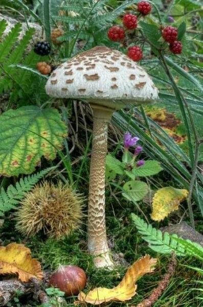 Pin by Svitlana Myzuchishuna on my G+ | Stuffed mushrooms, Mushroom pictures, Wild mushrooms