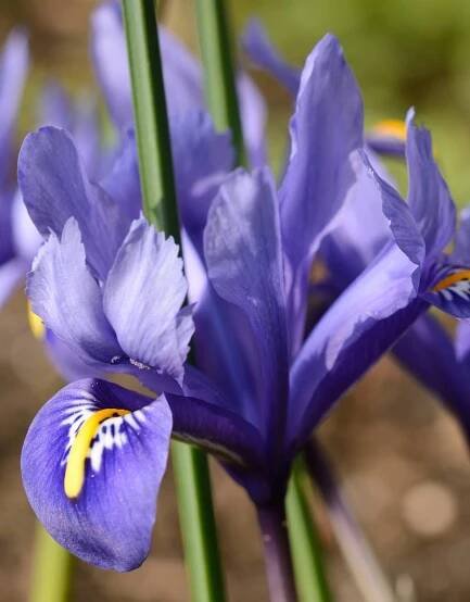 Buy Iris reticulata Harmony