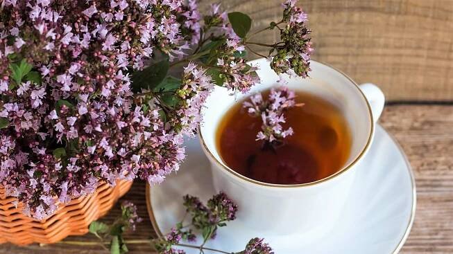 Dobromysl (oregano) 5