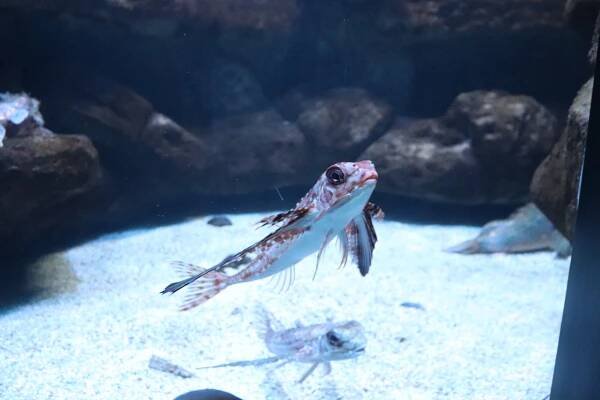 Cretaquarium (mořské akvárium) - ostrov Kréta foto 5