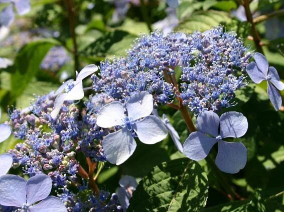 Hortenzie pilovitá BLUEBIRD