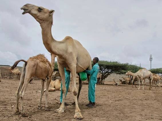 The camel milk revolution is improving nutrition and creating jobs for this African nation