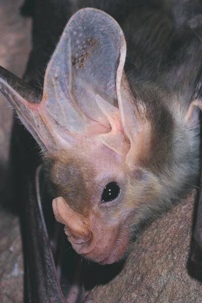 Ghost Bat