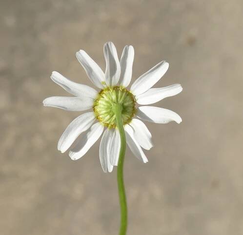 Matricaria chamomilla L. - Portale della Flora d'Italia / Portal to the Flora of Italy