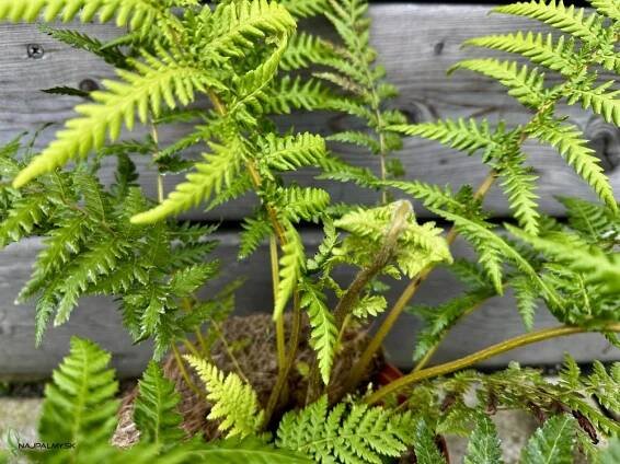 Diksónia antarctica (Dicksonia antarctica) | 30-40 cm | najpalmy.sk