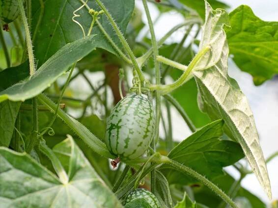 melothria scabra aka myší meloun, cucamelon rostlina s ovocem drobných okurek, které vypadají jako melouny. - melothria scabra - stock snímky, obrázky a fotky
