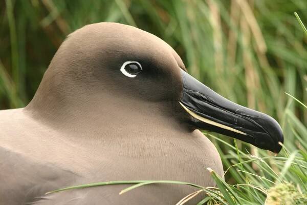 Súbor:Albatros fuligineux - flipped.jpg – Wikipédia