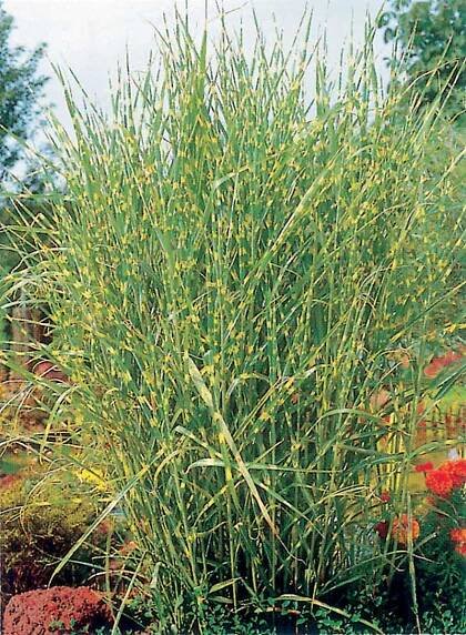 Ozdobnice čínská FloraSelf Miscanthus sinensis 'Strictus' 10-100 cm květináč 3 l