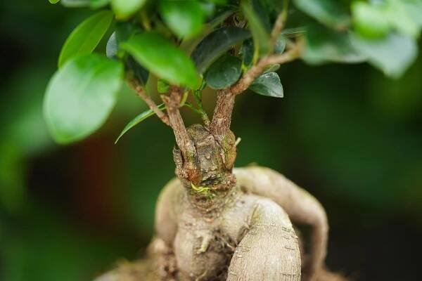 Ficus Duijnhove