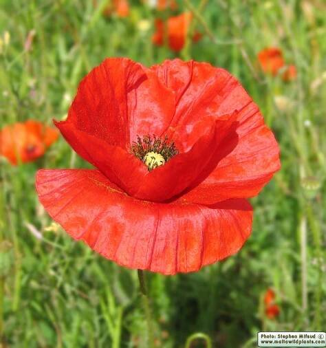 Papaver rhoeas / Red Poppy / Peprina ħamra