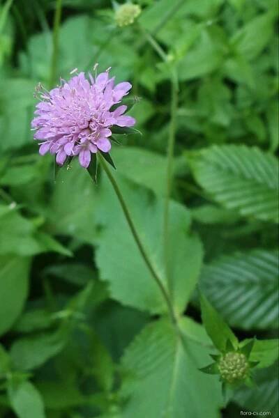 Chrastavec křovištní (Knautia drymeia), květy, květenství