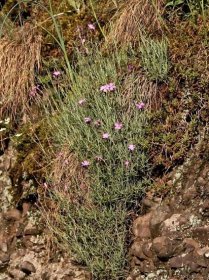 Hvozdík moravský - Dianthus moravicus