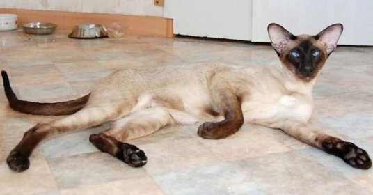 Plemena koček, které nelínají (35 fotografií): jejich vlastnosti a tipy pro péči. Seznam plemen koček, které nelínají