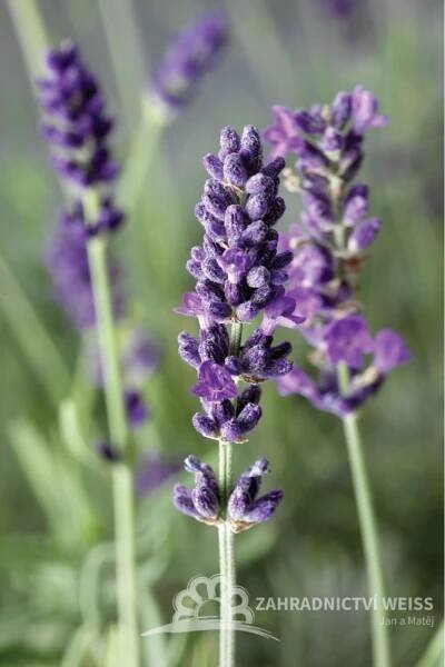 LEVANDULE HIDCOTE BLUE STRAIN