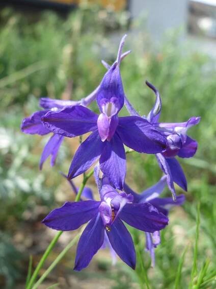Delphinium consolida