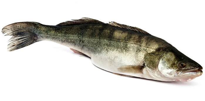 Pike perch