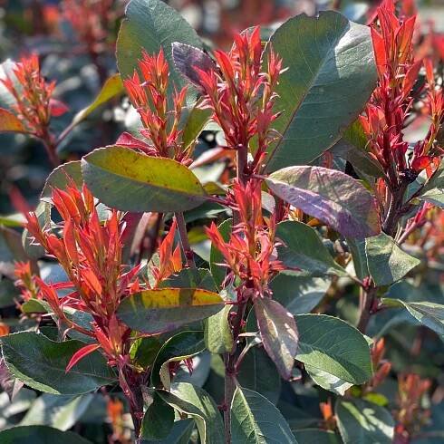 Fotinia - Photinia x fraseri (V18) - Greenshop