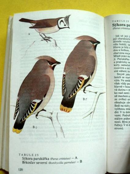 🐦 Naši pěvci Ptáci Brkoslav Konipas Brhlík Sýkora modřinka (1984) 🐦 | Aukro