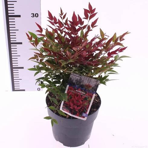 Show details for Nandina domestica 'Obsessed'