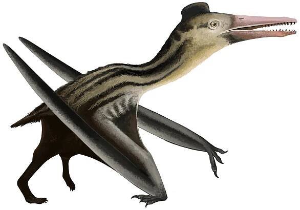 Ningchengopterus