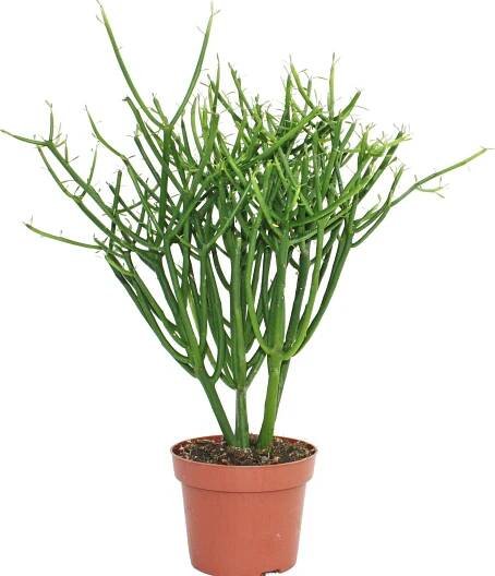 Euphorbia tirucalli - tužkový kaktus - velká rostlina v kvetináci 12 cm