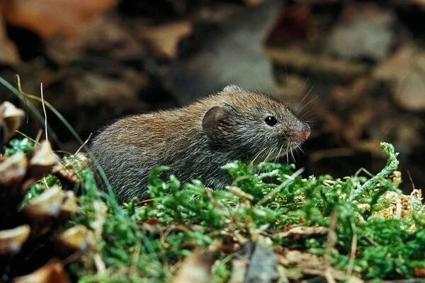 banka vole, clethrionomys glareolus, normandie - norník rudý - stock snímky, obrázky a fotky