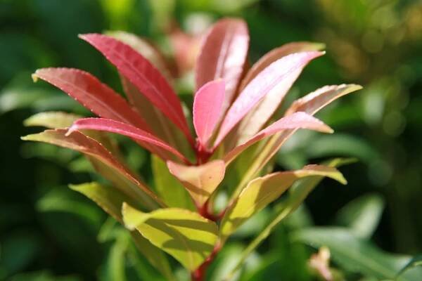 Pieris_japonica_Forest_Flame_1zz.jpg