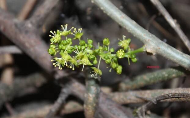 Tinospora cordifolia – eFlora of India
