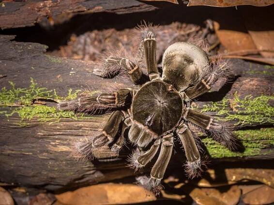 What is the largest arachnid to ever live?