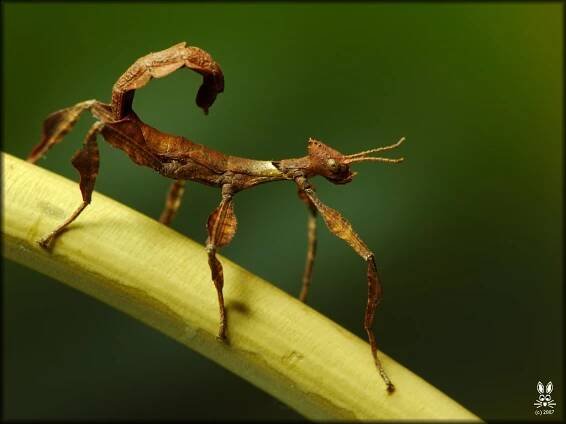 Extatosoma tiaratum tiaratum (PSG9)