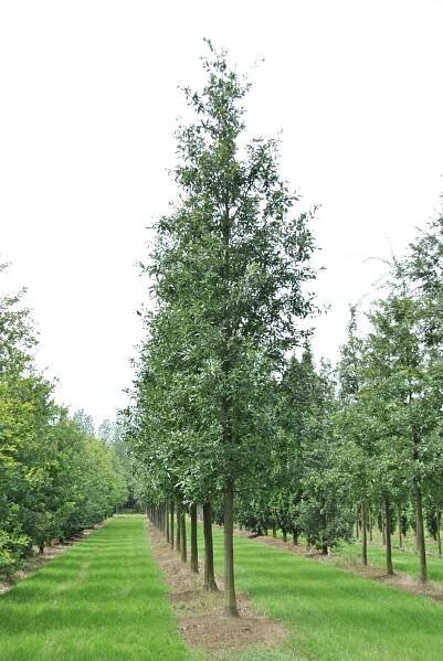 Quercus castaneifolia 'Green Spire'