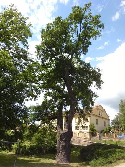 Žižkův dub (Želiv)