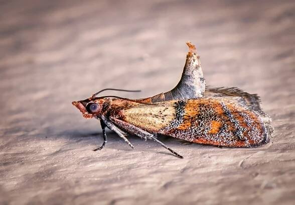 Indian Meal Moth