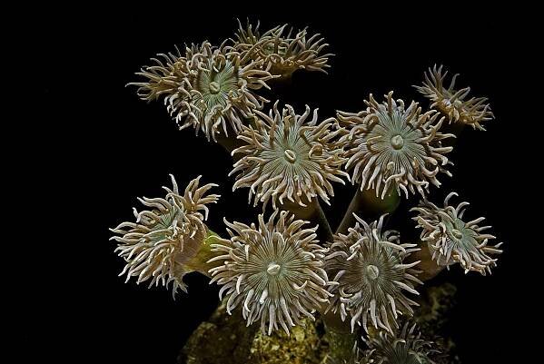 How to Care for a Duncan Coral